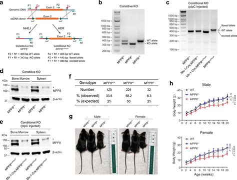 Generation Of MPP8 Constitutive And Conditional KO Mouse Models A