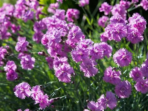 Garofita Dianthus Gratianopolitanus Feuerhexe Magazin Plante Si Flori