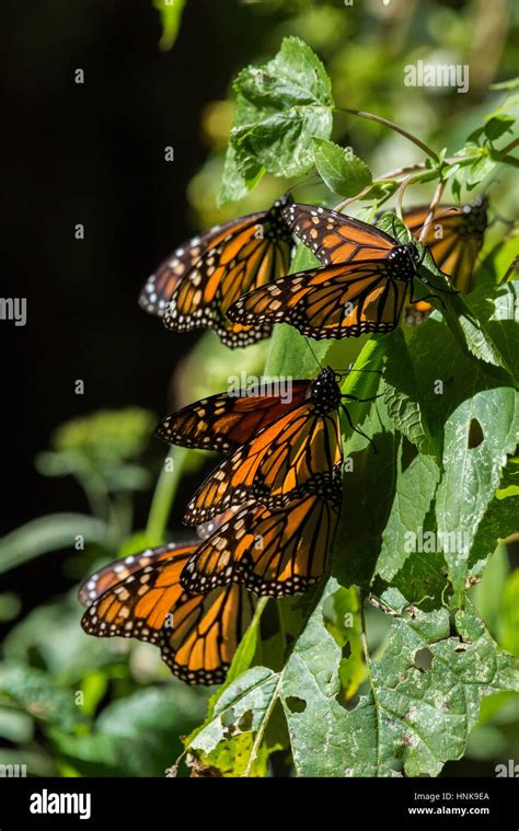 Monarch Butterflies Sun On A Tree At The El Capulin Monarch Butterfly Biosphere Reserve In