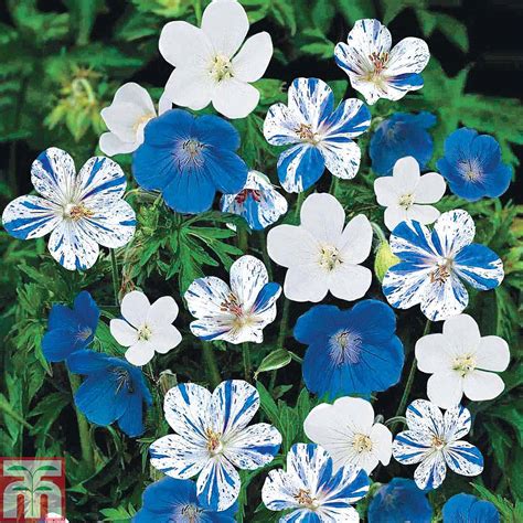 Geranium Hardy Blues Collection Thompson And Morgan