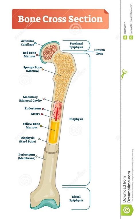 Types Of Bones In The Human Body Skeletal System Labeled Diagram And