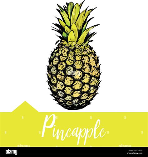 Vector Illustration Of Pineapple Stock Vector Image And Art Alamy