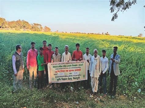 Giriraj Species Of Mustard Yields 25 To 30 Quintals Per Hectare