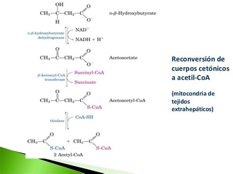 Metabolismo De Cuerpos Cetónicos