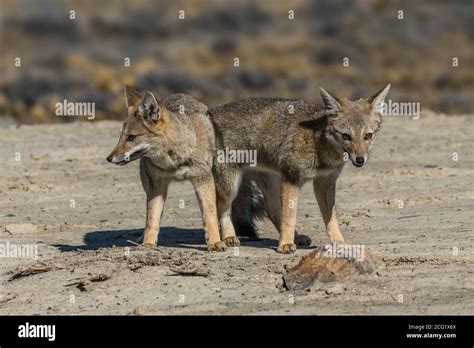 El zorro gris sudamericano Lycalopex griseus también es conocido como