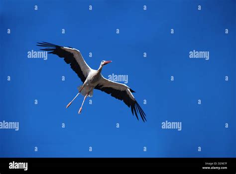 White Stork In Flight Stock Photo Alamy