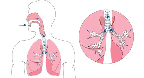 What Happens During Normal Breathing Resmed Middle East