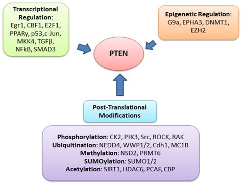 Pten Dual Lipid And Protein Phosphatase Function In Tumor Encyclopedia Mdpi