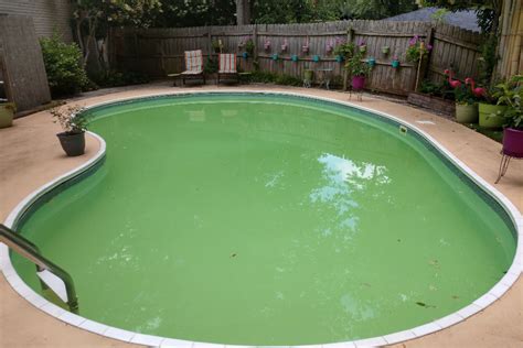 How To Keep Algae Out Of Your Swimming Pool Phoenix Pools And Spas