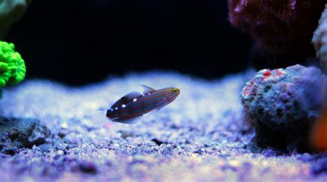 Court Jester Goby Fish And Coral Store