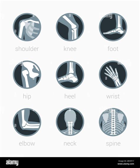 Anatomy Icon Rehabilitation Spine Neck Elbow Wrist Heel Hip Foot Knee