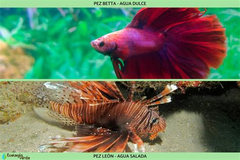 Peces óseos características y ejemplos Resumen