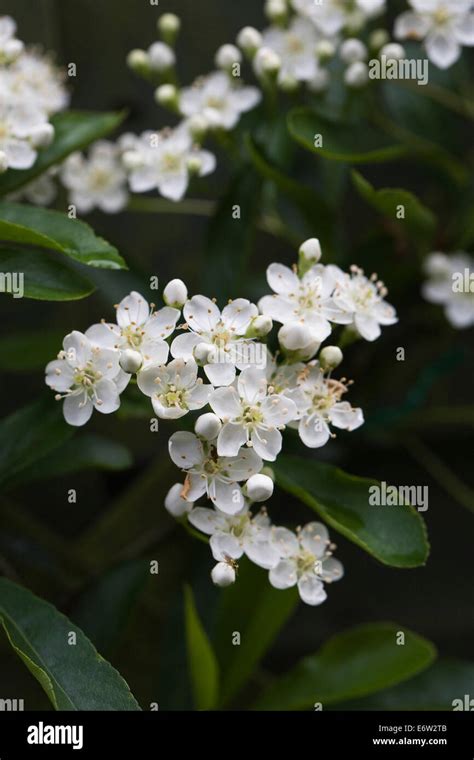 Pyracantha. Firethorn flowers Stock Photo - Alamy