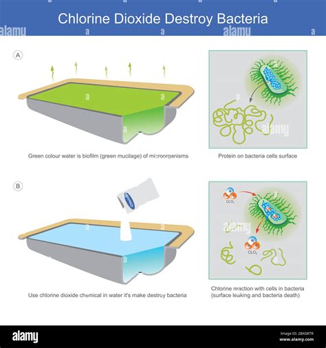 Chlorine Dioxide Destroy Bacteria Illustration Explain Water Sources