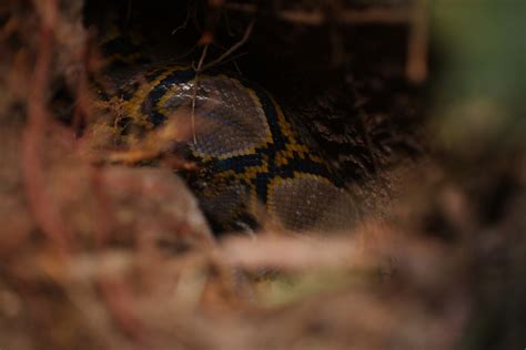 Reticulated Python From Penang Botanic Gardens On May 22 2024 At 1101