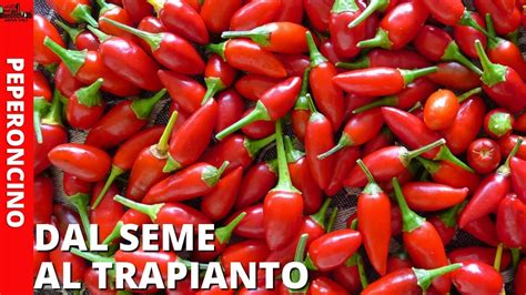 Coltivare Peperoncino Dalla Semina Al Trapianto Youtube