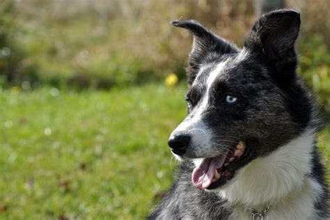 Australian Shepherd Blue Heeler Mix Important Features