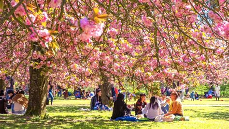 Hanami : la fête des cerisiers en fleurs au Parc de Sceaux