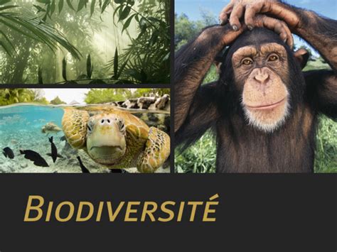 Biodiversit Et Activit S Humaines