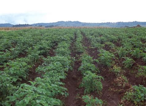 Project To Boost Potato Farming In Kenya