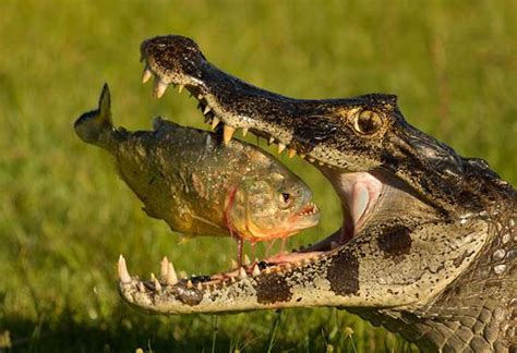 Piranha getting caught by a crocodile at the perfect time : r/pics