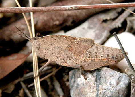 Slender Gum Leaf Grasshopper Goniaea Vocans