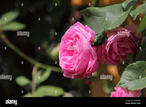Rose With Beetle Rose Stock Photo Alamy