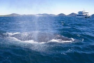 Whale Watching - Nelson Bay, New South Wales | Moonshadow - TQC Cruises