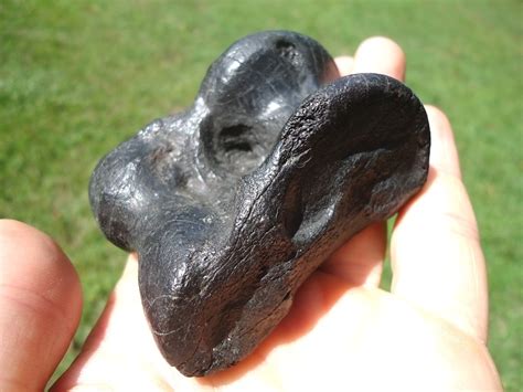 Stunning Glossy Black Llama Astragalus | Artiodactyl | FOSSILS ...