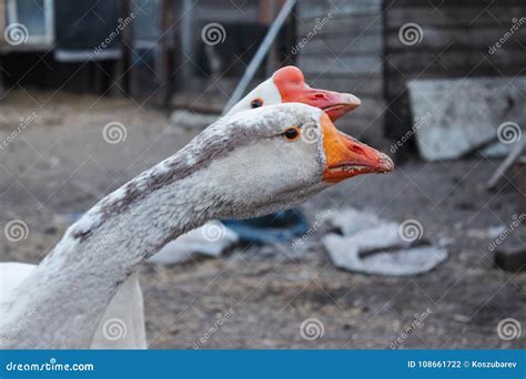 Goose family. Farm life stock photo. Image of duck, life - 108661722