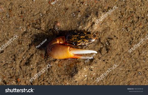 Gelasimus Vocans Species Fiddler Crab Fauna Stock Photo