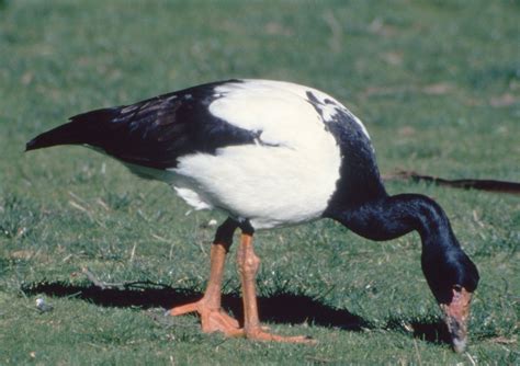 Magpie Goose - The Australian Museum