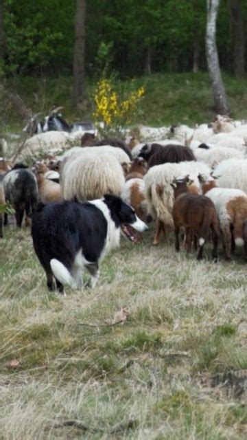 Cute Lamb Videos Download 1602 Free 4k And Hd Stock Footage Clips