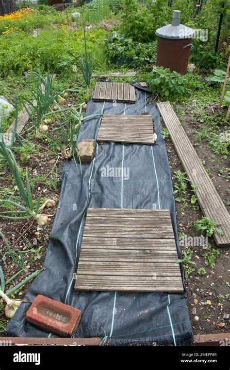 Mulch And Boards On Allotment Vegetable Bed Stock Photo Alamy