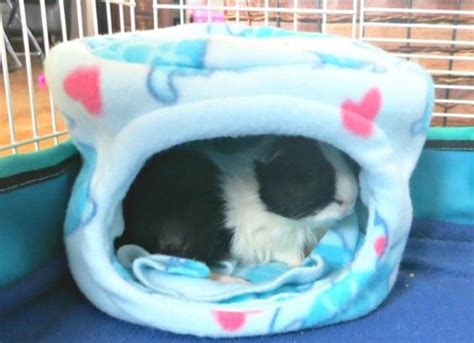 7 Diy Guinea Pig Beds You Can Build Today With Pictures Pangovet