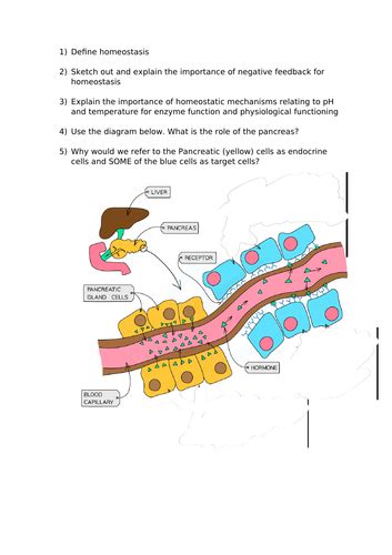 A Level Biology Homeostasis Teaching Resources