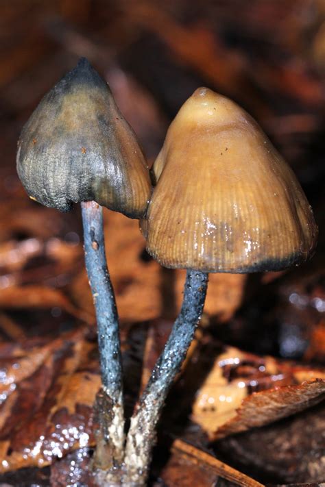 Psilocybe zapotecorum Identification Guide: A Rare, Potent Psilocybin