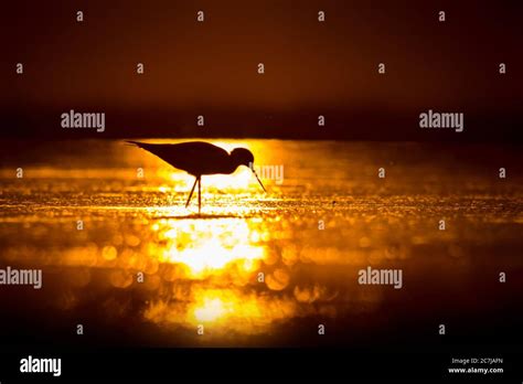 Sunset And Bird Bird Silhouette Sunset Nature Background Black