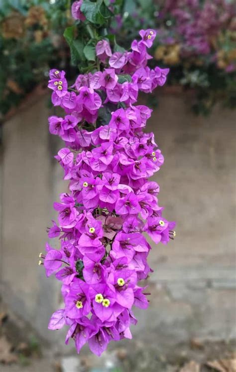 How To Keep Your Bougainvillea Blooming Tips And Common Issues