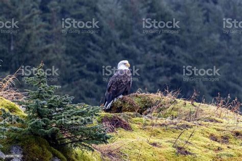 Wild Bald Eagle Perched On Cliff Of Resurrection Bay With Blur