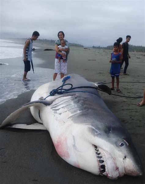 Great White Shark Washed Ashore In Baler Photo By Michael Burtscher