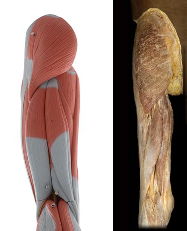 Study The Muscular System Muscular Lower Limb Thigh Muscles