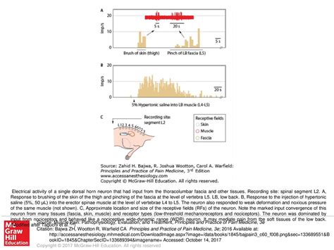 Electrical Activity Of A Single Dorsal Horn Neuron That Had Input From