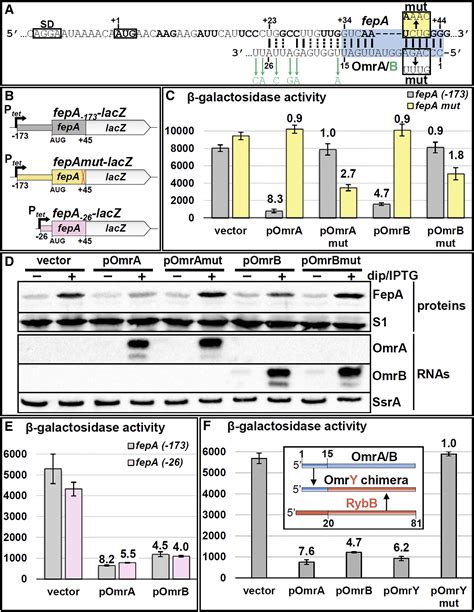 Stem Loop Structures Within Mrna Coding Sequences Activate Translation