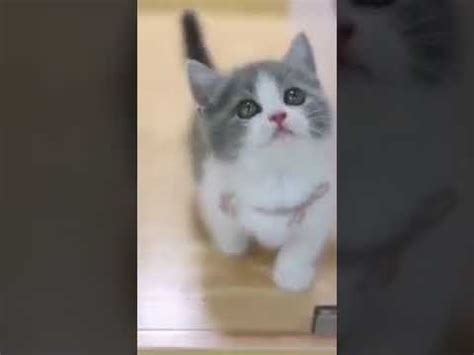 Милые видео с котиками#cutecat#милые котики - YouTube