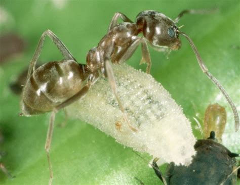 Argentine Ants Facts Behavior Identification And Control Pestclue