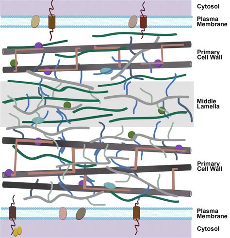 Schematic Model Of The Primary Cell Wall Structure Of A Dicot Plant