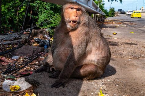 Fat Monkeys Who are Eating Food that People Give Stock Image - Image of ...