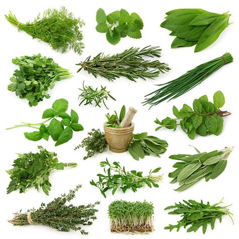 Royalty Free Herb Pictures Images And Stock Photos Istock