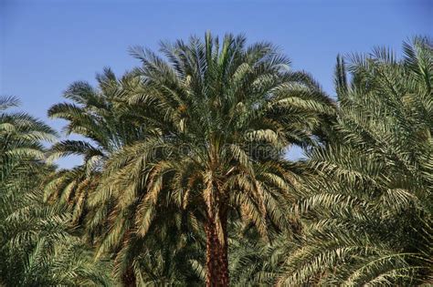 The Oasis in Sahara Desert, Sudan, Africa Stock Photo - Image of rock ...